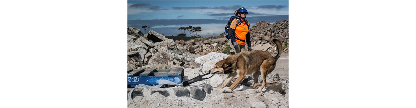 A trained search dog helping the crew remove rubble from collapsed buildings.