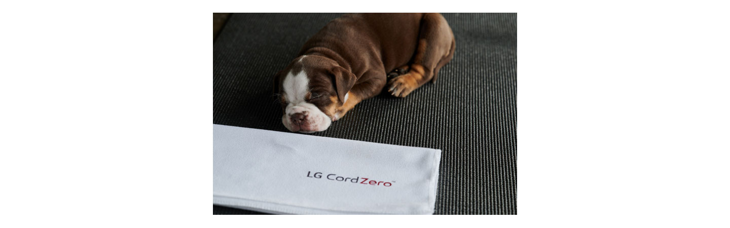Photo of a puppy taking a nap with a napkin that says 