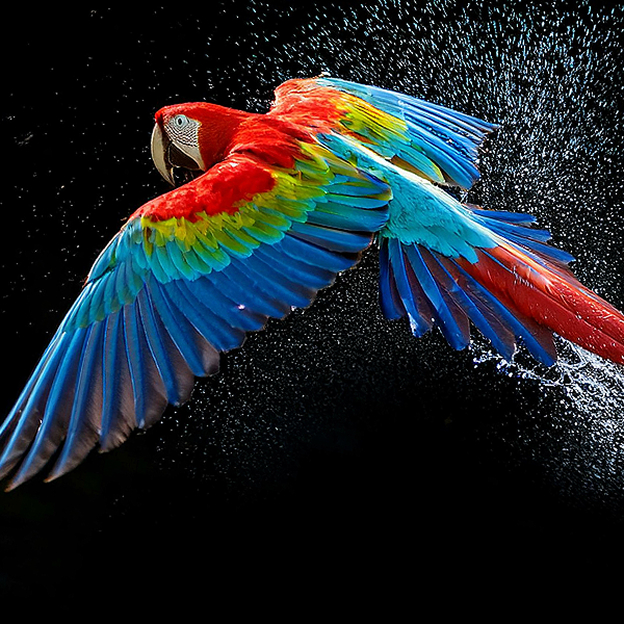 LG OLED monitor showing vivid parrot feathers illustrates Perfect Color.