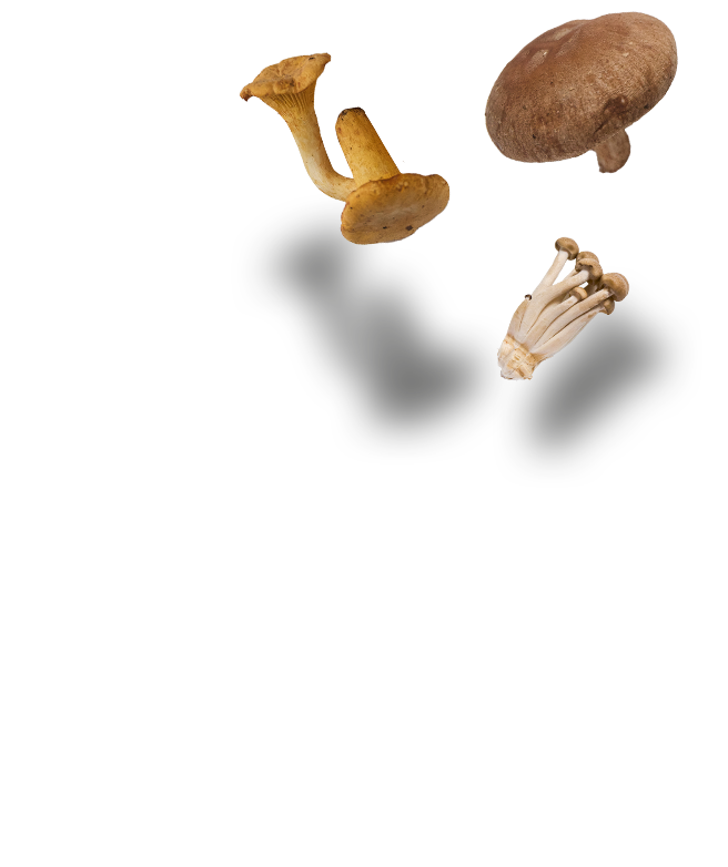 Different types of mushrooms falling into a freshly cooked sotbap.