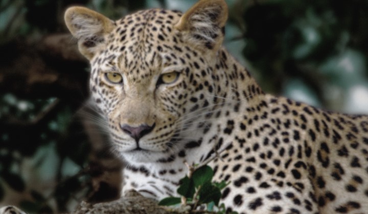 Lines animate across a very dull and almost gray image of a leopard in a forest as if a supercomputer is analyzing the elements in the frame. A laser traces the leopard's silhouette and then it is enhanced to be brighter, sharper, and more colorful. The background also transforms from left to right, now with improved contrast, depth, and colors. 