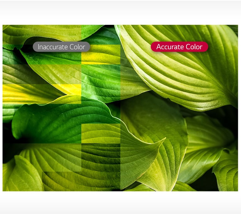 D09_ID-LBE-Standard-07-Vividness-with-Color-Accuracy_1554341085733_1556094015760