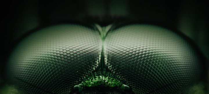 Close up of dragonfly eyes